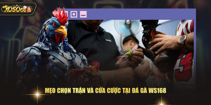 Đá Gà WS168 - Sảnh Trực Tiếp Với Nhiều Trận Đấu Hấp Dẫn 4 Đá Gà WS168 - Sảnh Trực Tiếp Với Nhiều Trận Đấu Hấp Dẫn Mẹo chọn trận và cửa cược tại đá gà WS168