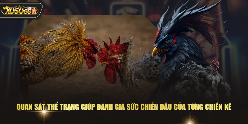4 Mẹo Soi Kèo Đá Gà XOSO66 Giúp Chọn Chiến Kê Tiềm Năng 3 4 Mẹo Soi Kèo Đá Gà XOSO66 Giúp Chọn Chiến Kê Tiềm Năng Quan sát thể trạng giúp đánh giá sức chiến đấu của từng chiến kê